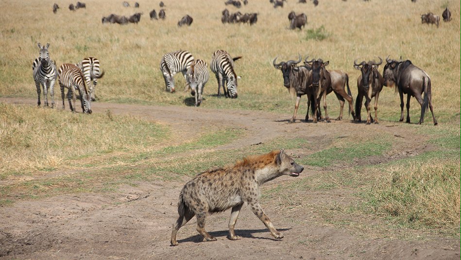 Hyänen in der Masai Mara