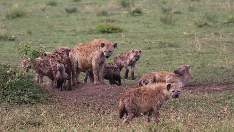 Tüpfelhyänen Clan in der Masai Mara