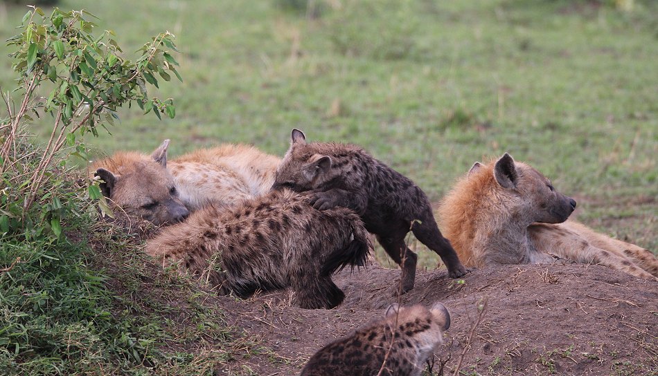 Tüpfelhyänen Clan in der Masai Mara