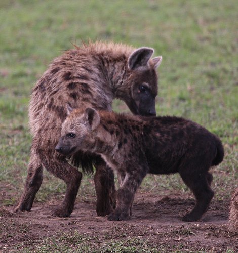 Tüpfelhyänen Clan in der Masai Mara