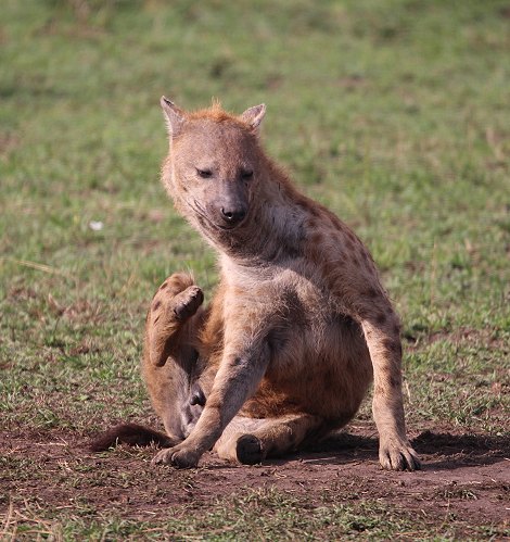 Tüpfelhyänen Clan in der Masai Mara