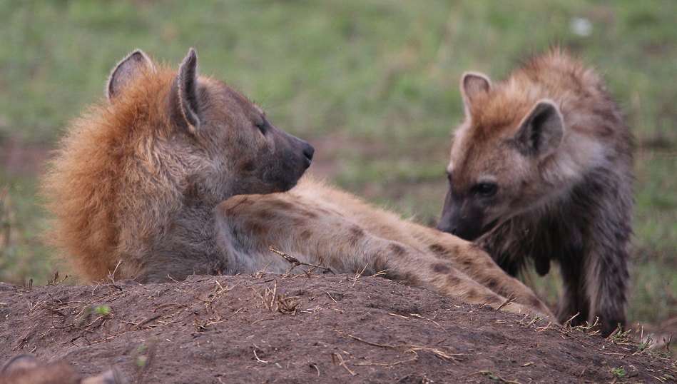 Tüpfelhyänen Clan in der Masai Mara