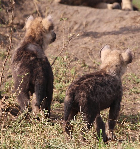 Tüpfelhyänen Clan in der Masai Mara
