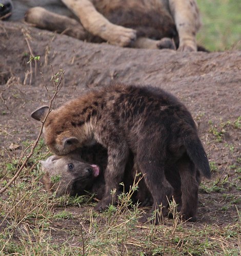 Tüpfelhyänen Clan in der Masai Mara