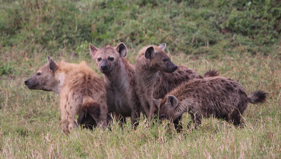 Tüpfelhyänen Clan in der Masai Mara