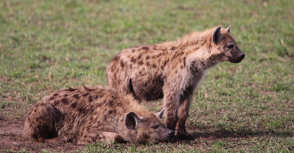 Tüpfelhyänen Clan in der Masai Mara
