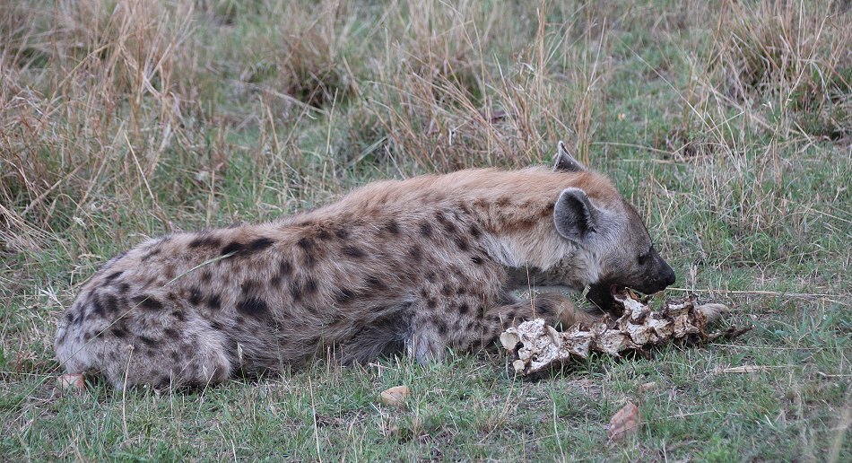 Tüpfelhyäne in der Masai Mara