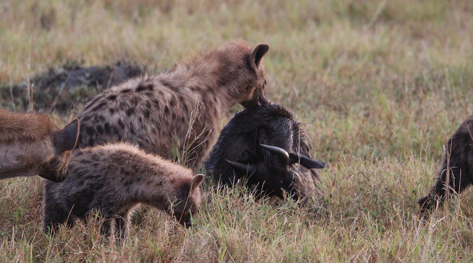 Tüpfelhyänen am erbeuteten Gnu