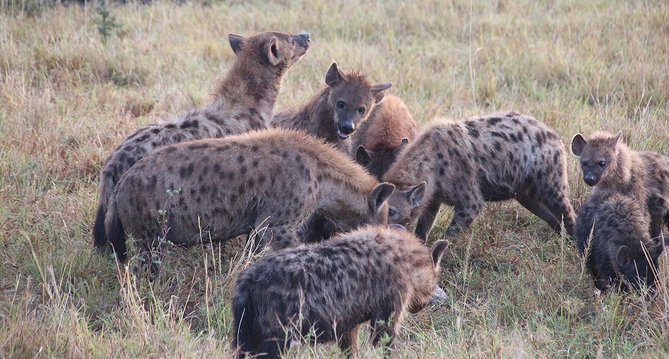 Tüpfelhyänen am erbeuteten Gnu