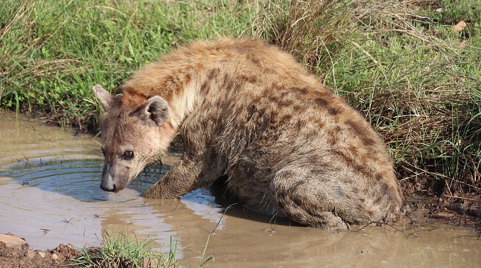 Tüpfelhyänen am erbeuteten Gnu