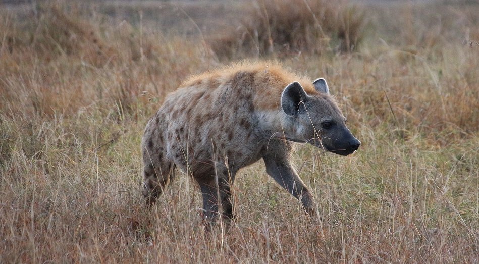 Tüpfelhyänen in der Masai Mara