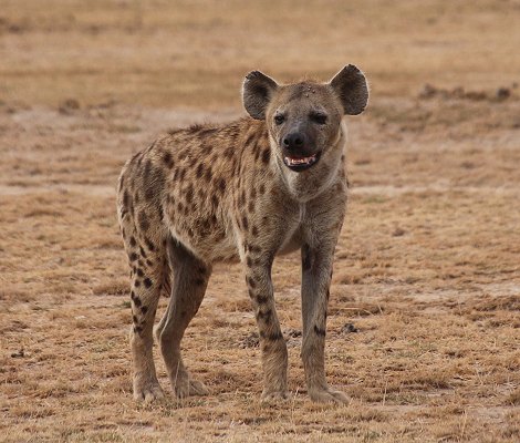 Tüpfelhüänen im Amboseli National Park