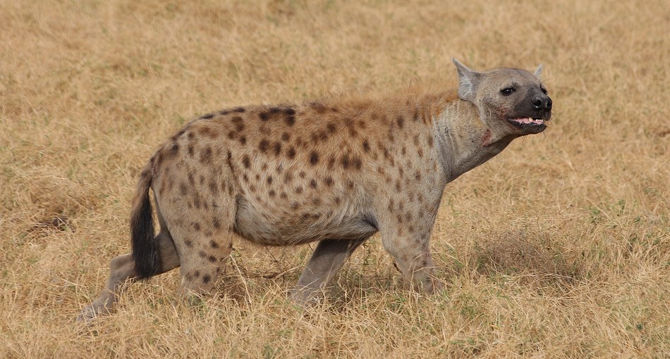 Tüpfelhüänen im Amboseli National Park