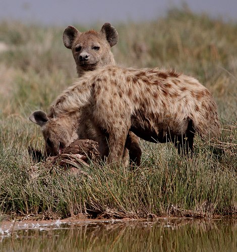 Tüpfelhyänen im Amboseli National Park