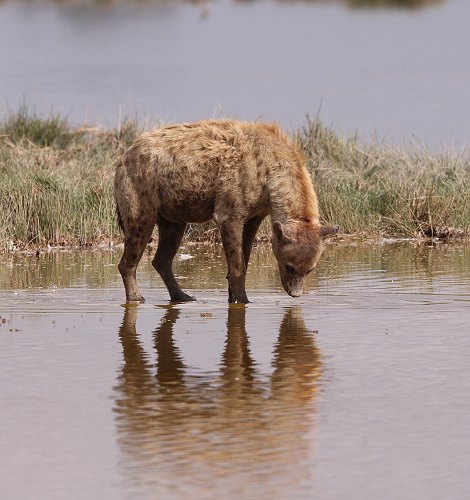 Tüpfelhyänen im Amboseli National Park