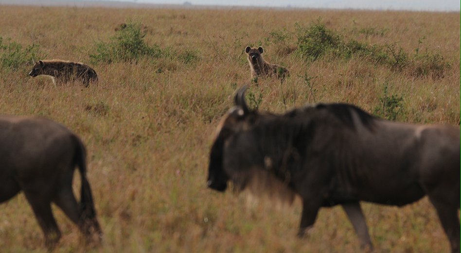 Tüpfelhyänen auf der Jagd