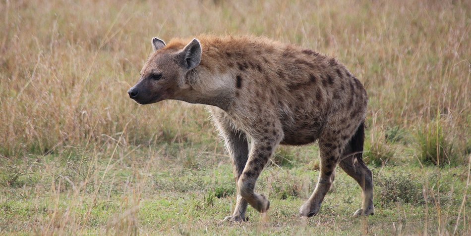 Tüpfelhyänen auf der Jagd