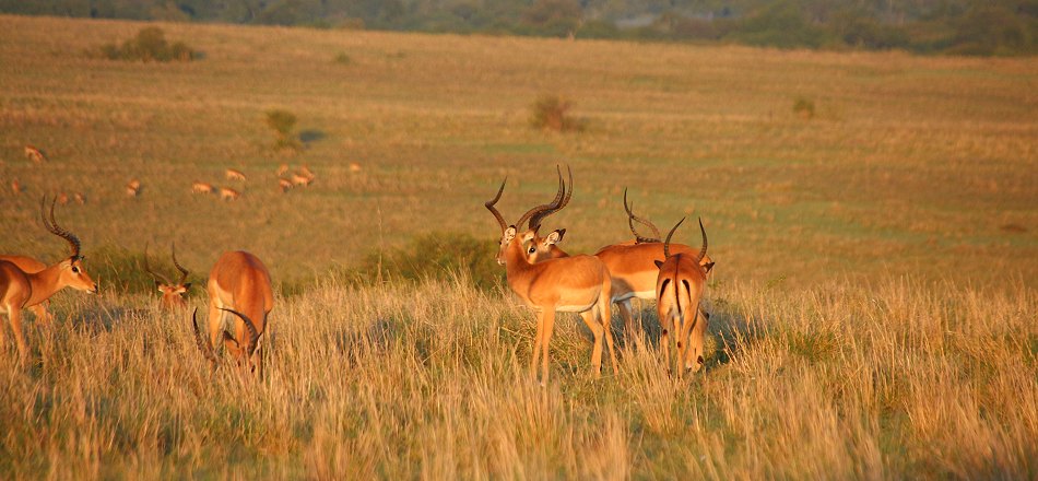 Impalas