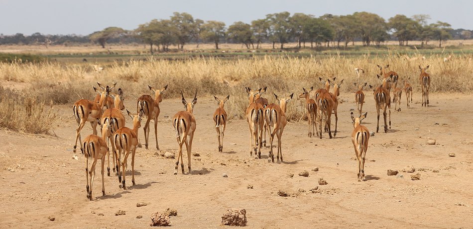Impalas im Amboseli National Park