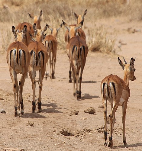 Impalas im Amboseli National Park