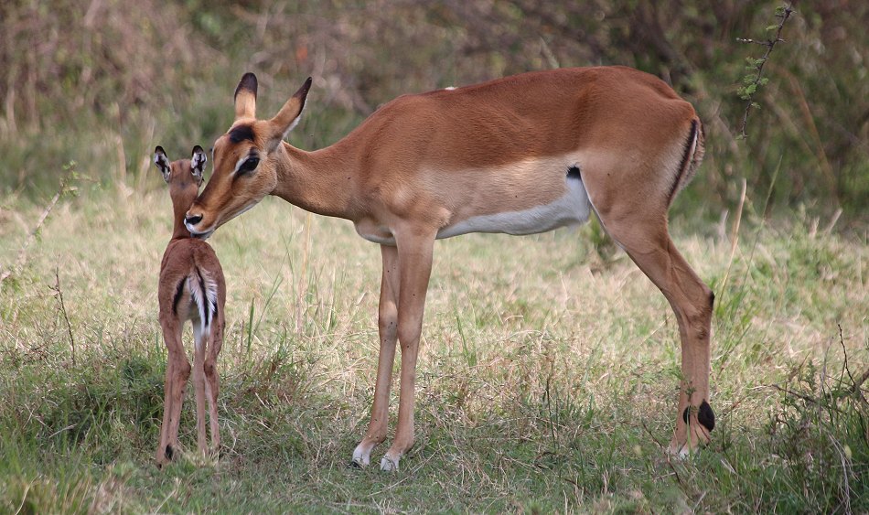 Impala kurz nach der Geburt