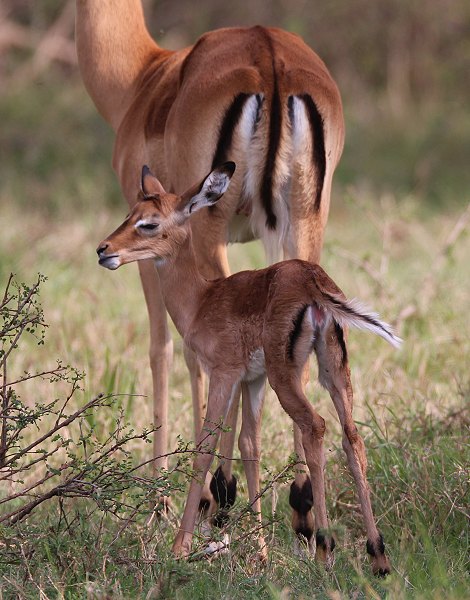 Impala kurz nach der Geburt