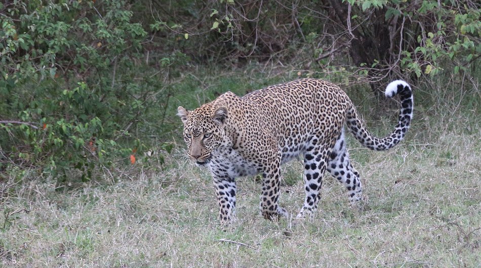Leopardin Kaboso in der Masai Mara