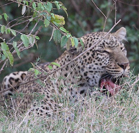 Leopardin Kaboso in der Masai Mara