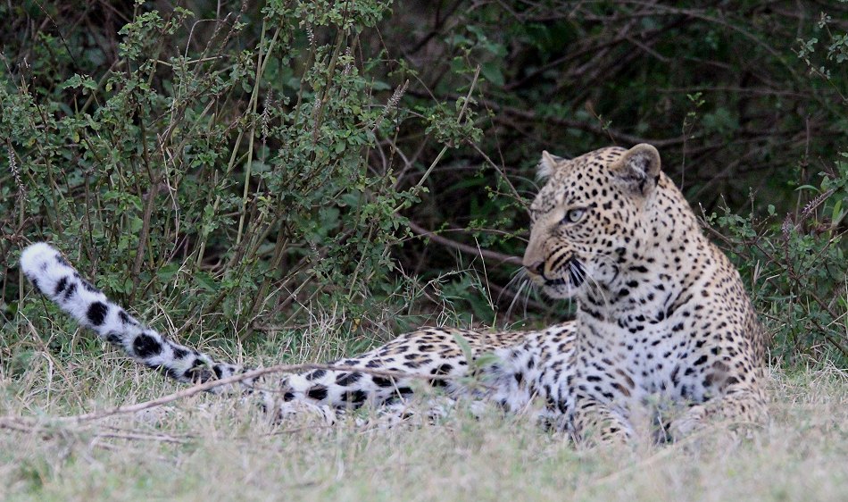 Leopardin Kaboso in der Masai Mara