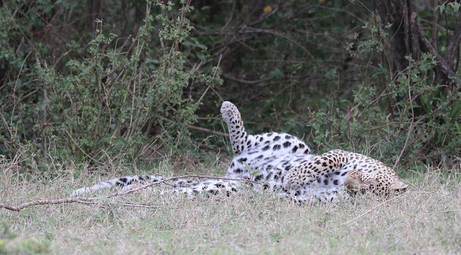 Leopardin Kaboso in der Masai Mara