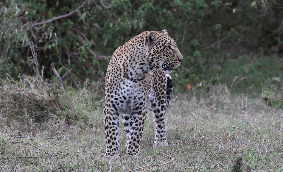 Leopardin Kaboso in der Masai Mara