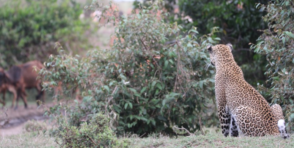 Leopardin Kaboso in der Masai Mara