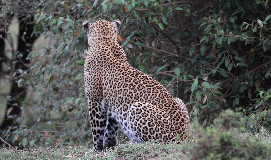 Leopardin Kaboso in der Masai Mara
