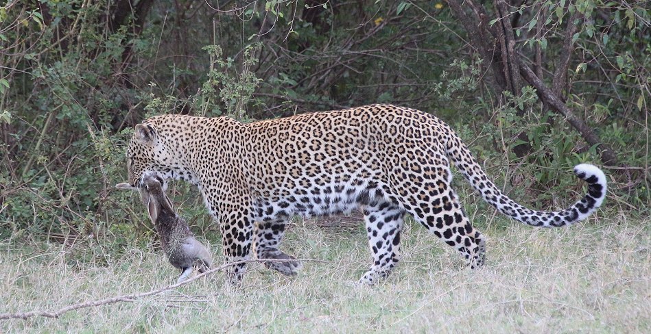Leopardin Kaboso in der Masai Mara