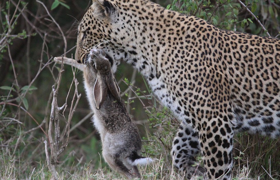 Leopardin Kaboso in der Masai Mara