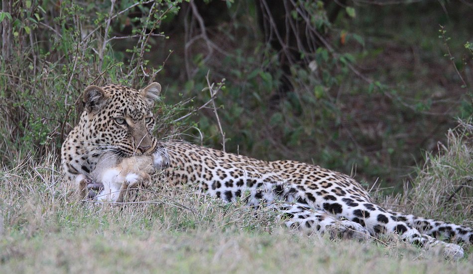 Leopardin Kaboso in der Masai Mara