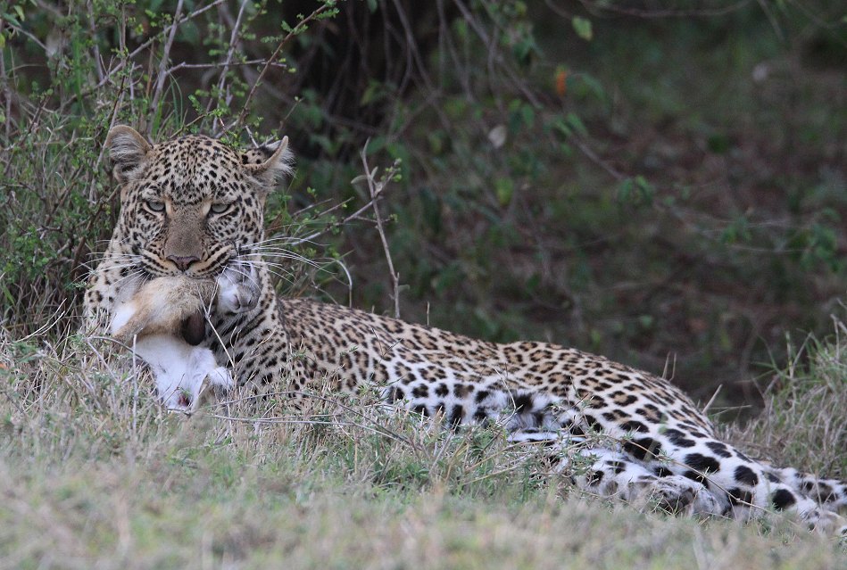 Leopardin Kaboso in der Masai Mara