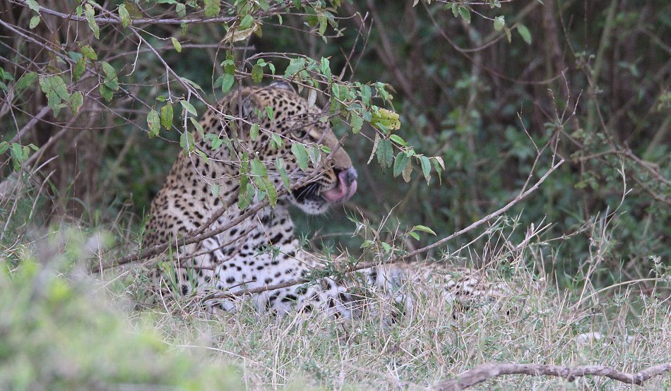 Leopardin Kaboso in der Masai Mara