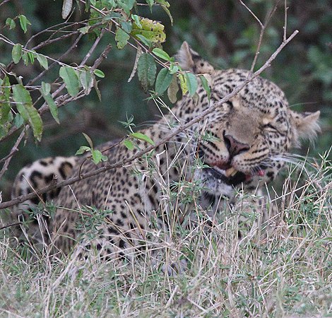 Leopardin Kaboso in der Masai Mara