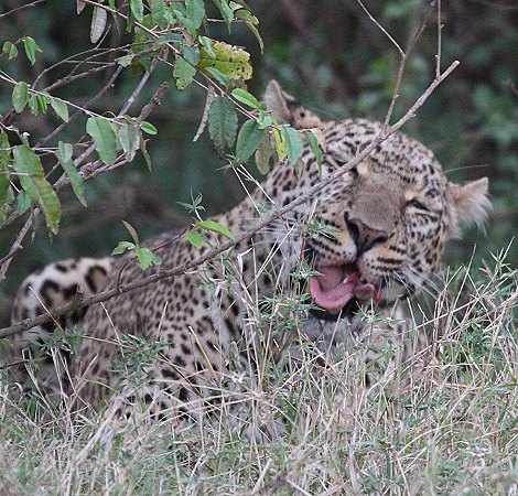 Leopardin Kaboso in der Masai Mara