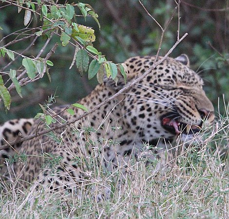 Leopardin Kaboso in der Masai Mara