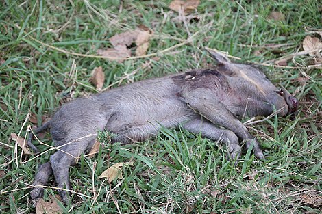totes Ferkel, vielleicht ein Leoarden Kill