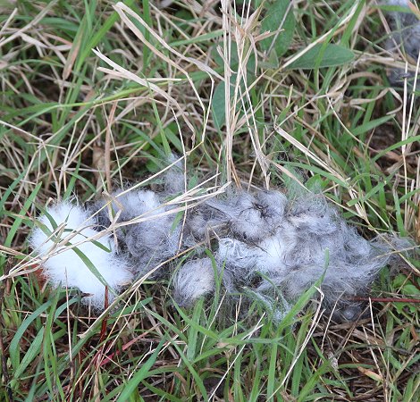 Reste des Hasenfells eines Leoparden Kills