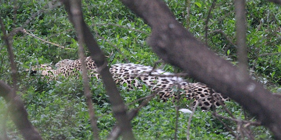 junger Leopard, Sohn von Kaboso
