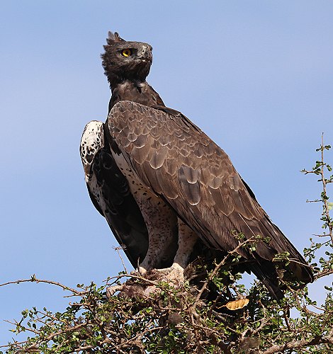 Kampfadler im Lumo Conservancy
