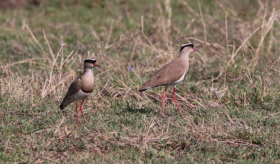 Kibitze contra Nilwaran - Masai Mara