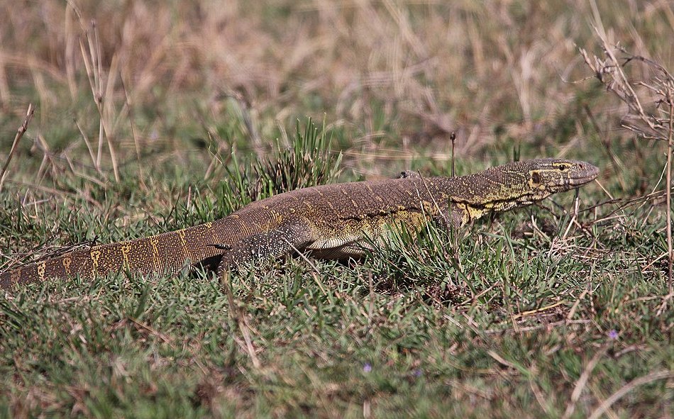 Kibitze contra Nilwaran - Masai Mara