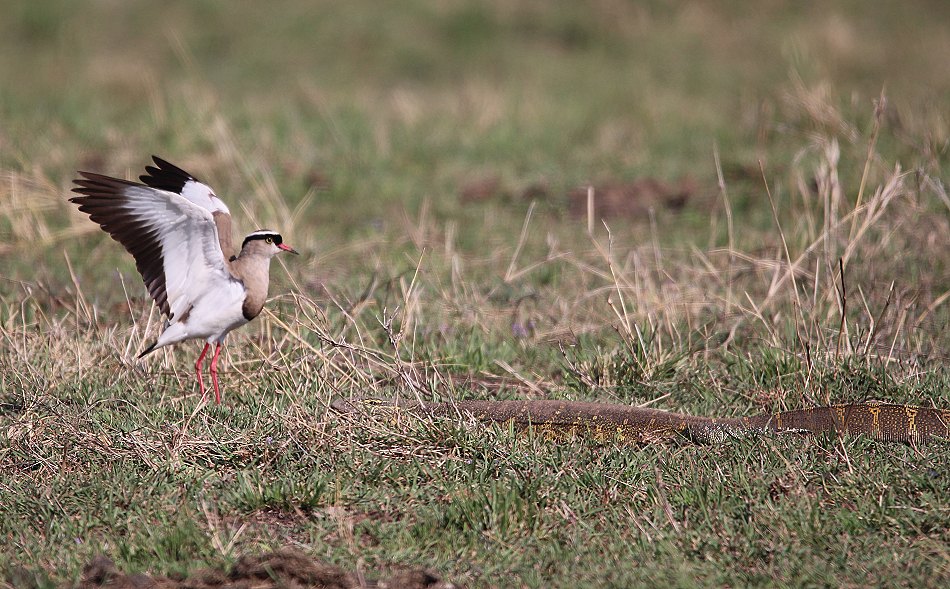 Kibitze contra Nilwaran - Masai Mara