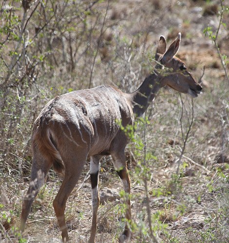 Kleiner Kudu im Lumo Reservat