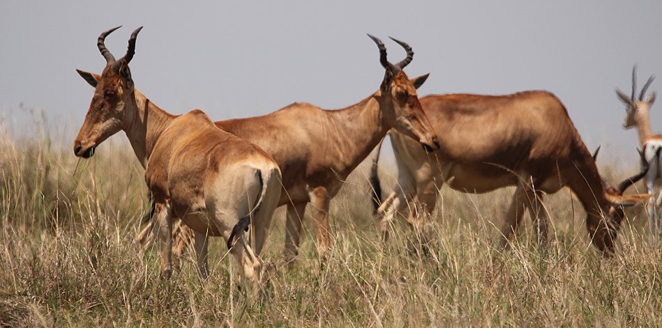 Kongonis in der Masai Mara